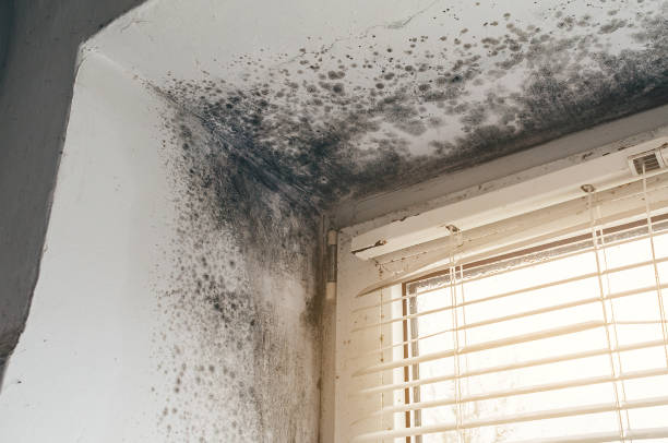 Affordable Black Mold Remediation solutions in Franklin, MI