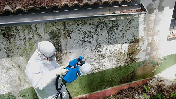 Top rated local Black Mold Remediation specialists in Franklin, MI